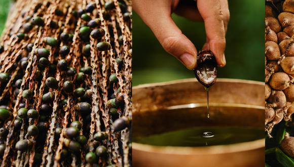 El aceite de Patauá, fruto de la selva amazónica, es un valioso recurso medicinal y cosmético. (Foto: Difusión).