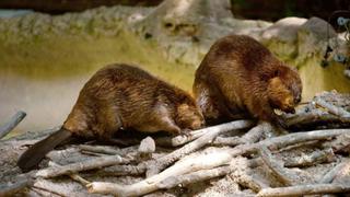 Argentina eliminará a miles de castores en la Patagonia para preservar el bosque local