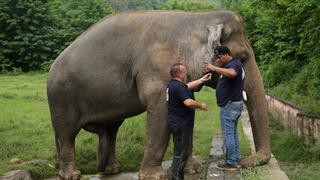 Obeso y maltratado, el único elefante de Pakistán por fin saldrá libre [FOTOS]