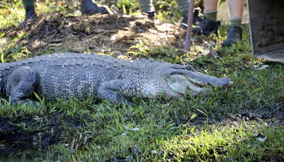 Los agentes ambientales que lo interrogaron confirmaron que las heridas eran consistentes con un ataque de cocodrilo. Sin embargo, no tratarán de capturar al reptil porque la zona es muy remota. (Foto: THE AUSTRALIAN REPTILE PARK / AFP)