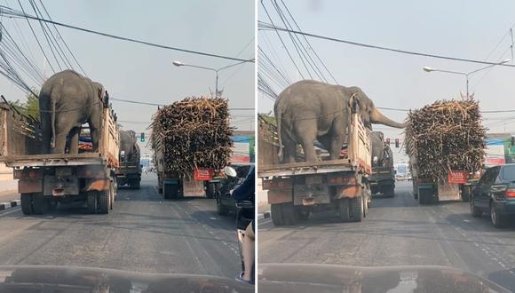 Mientras los automovilistas esperaban a que el semáforo se pusiera en verde, los elefantes no perdieron el tiempo y se pusieron a disfrutar de la caña. (Fotos: Captura)