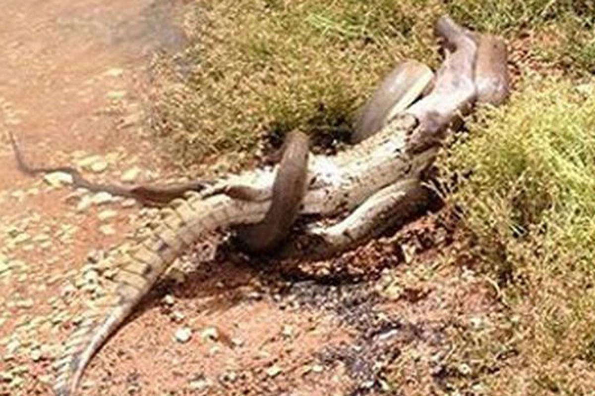 Australia: Serpiente pitón devora a cocodrilo tras cinco horas de lucha |  MUNDO | PERU21