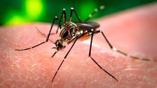 Brasil busca desarrollar vacuna contra el virus Zika