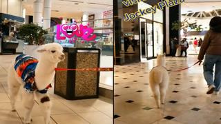Joven pasea con su alpaca bebé en centro comercial y causa furor