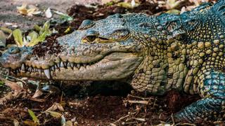 Captan en Florida el ataque de un enorme cocodrilo: se devoró a otro más pequeño