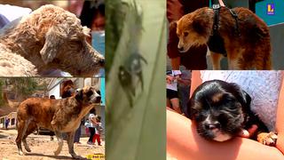 Ate: Desalmados envenenan a diez perros de una calle de Huaycán para robar automóviles