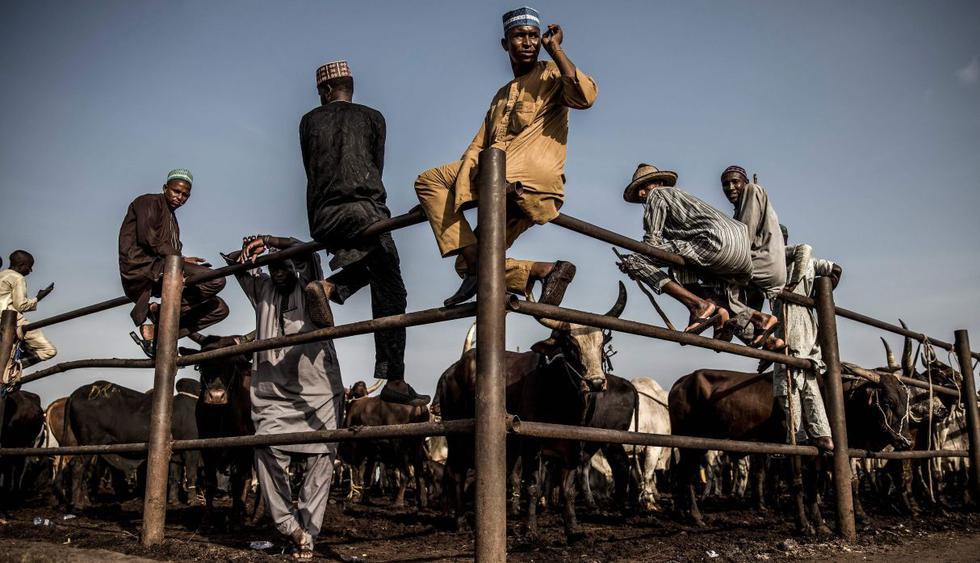 ¿Cómo satisfacer la demanda de carne de 200 millones de nigerianos? (Foto: AFP)