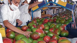 Más del 89% de productores de la agricultura familiar apuestan por la exportación de mango