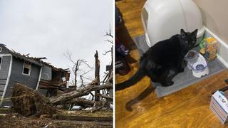 Kentucky: Encuentran a gato vivo entre escombros de tornado