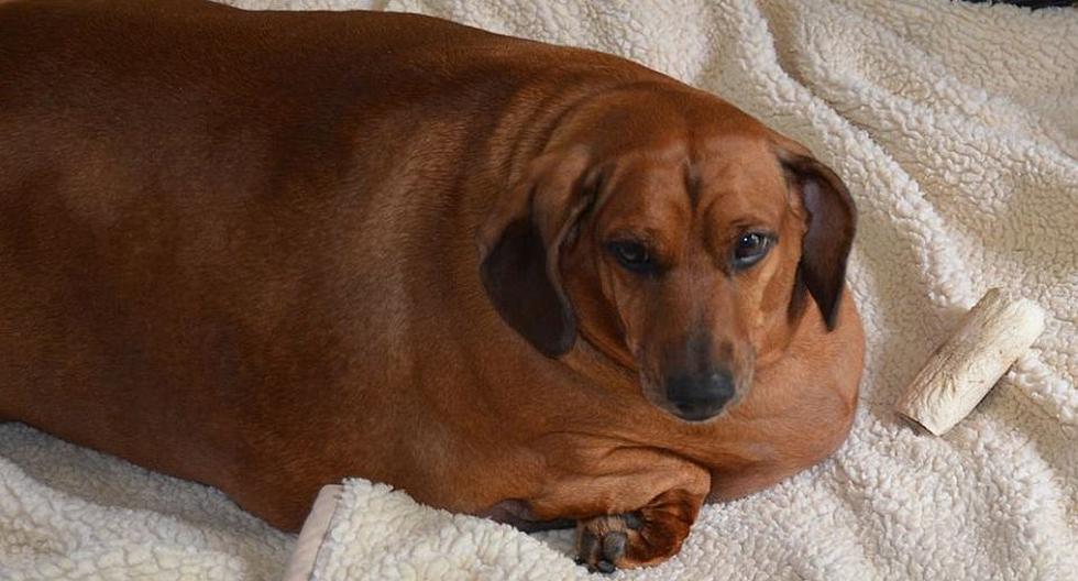 Obie, el perro más obeso del mundo, logró bajar 25 kilos ...
