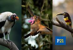 De pico y patas: Perú, hogar del 19% de aves en el mundo. Una diversidad infravalorada