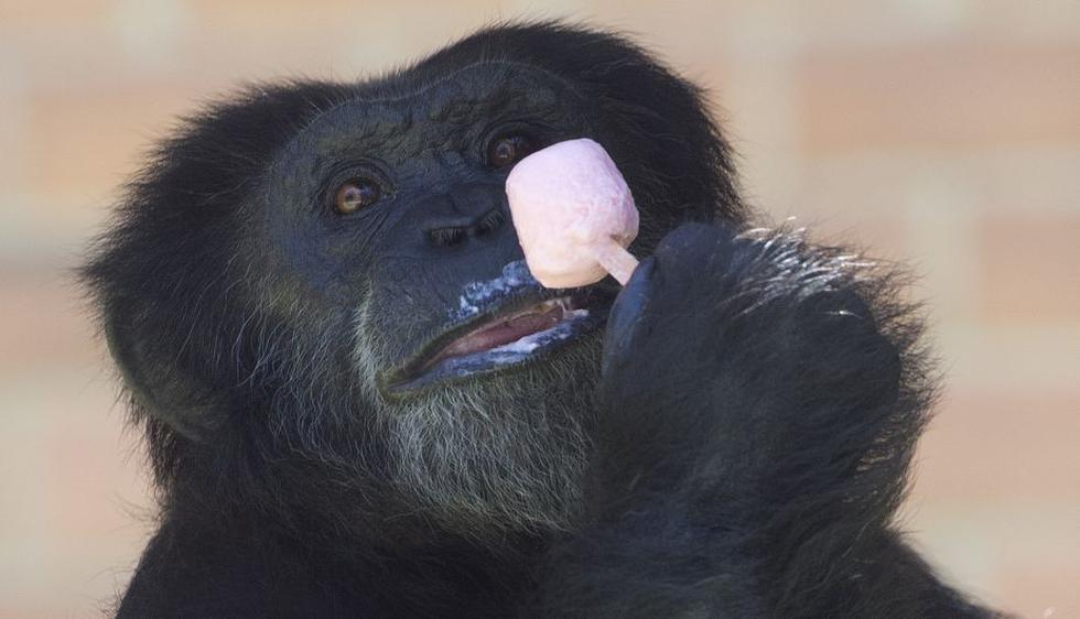 Los animales del zoológico de Río de Janeiro combaten la fuerte ola de calor ingiriendo helados y comida congelada. (AP)