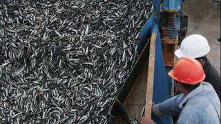 Perú es sexto productor de captura marina