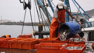 Produce establece que el límite de pesca de anchoveta para este año sea de 150,000 toneladas
