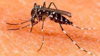 Suben a cuatro los casos autóctonos de chikungunya en Piura