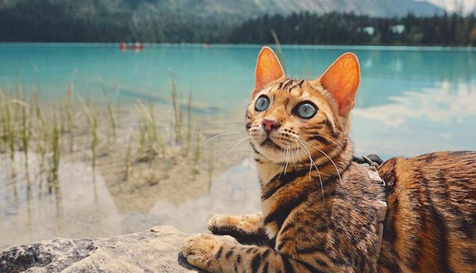 Suki es una gatita que tiene más de 1,4 millones de seguidores en Instagram y ha visitado un centenar de países. (Foto: Instagram @sukiicat)