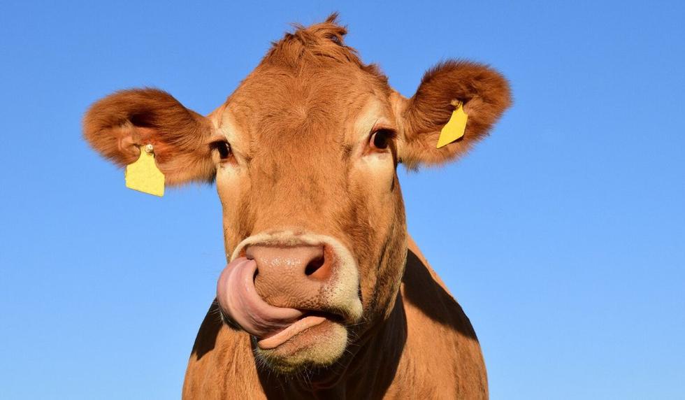 El video de la vaca causó revuelo en las redes. (Foto: Referencial - Pixabay)
