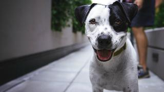 Mi perro en estado de emergencia: Cinco recomendaciones del gobierno para no burlar la ley