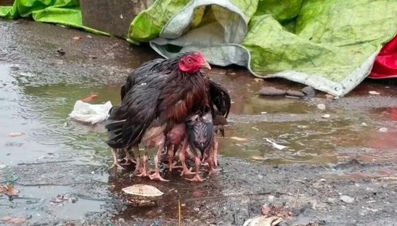 Esta gallina protegió a sus pollitos durante un fuerte chubasco en India. (YouTube)