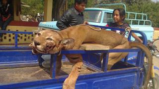 Lambayeque: Polémica por cacería y muerte de puma en vía de extinción