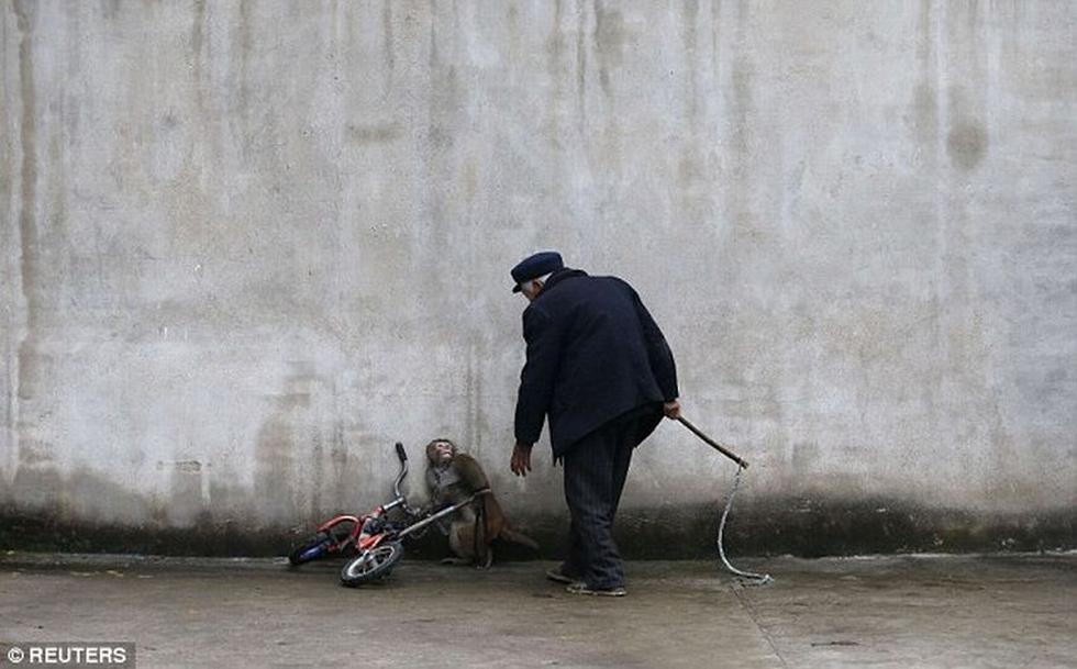 Polémica por imágenes de un mono maltratado por su adiestrador. (Reuters)