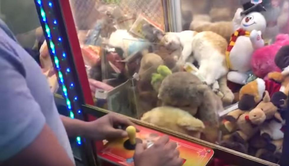 Muchos cibernautas, hasta el momento, se cuestionan cómo es posible que el gato haya ingresado a la máquina de peluches. (YouTube: ViralHog)