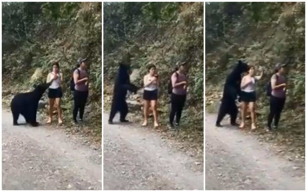 FOTO 1 DE 5 | En las imágenes publicadas en redes sociales, se puede observar que dos jóvenes caminaban por un sendero del Parque Ecológico Chipinque, en Nuevo León, México, cuando fueron sorprendidas por un oso negro. | Foto: Captura/@QuePasaEnSN (Desliza a la izquierda para ver más fotos)
