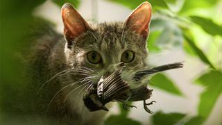 ¿Por qué el gato común fue declarado como “especie exótica invasora” en Polonia?