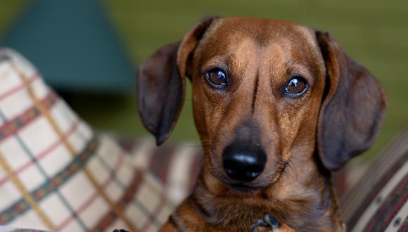 Ziggy, el pequeño perro salchicha, fue confundido con otro can del mismo nombre en la veterinaria. (Foto referencial: Pixabay)