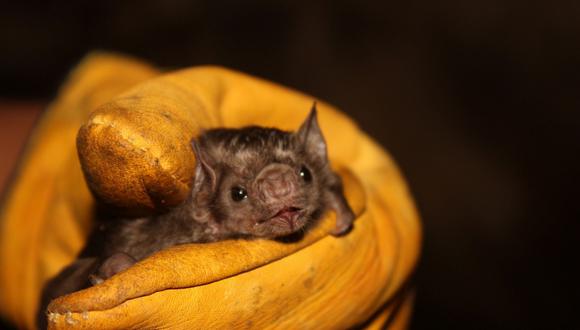 El Parque Nacional Tingo María alberga 47 especies registradas de murciélagos. (Foto: Difusión)