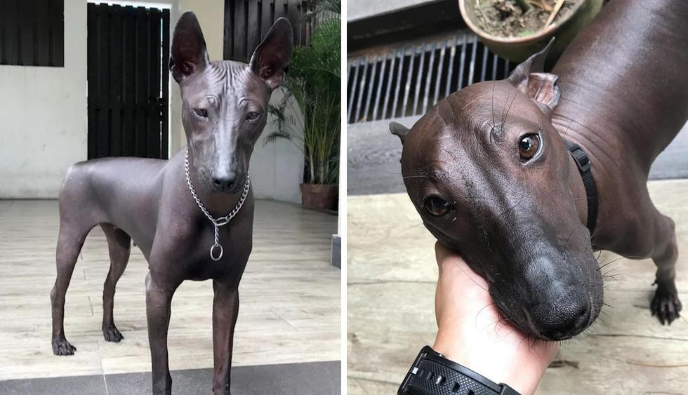 La tersa piel de este perro hace que lo confundan a menudo con una escultura. (Fotos: Caters en YouTube/@pipernriley en Instagram)