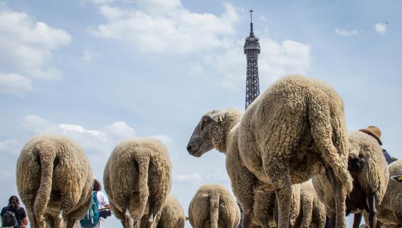 Guiado por dos pastores, el rebaño estuvo vigilado por policías motorizados y voluntarios a pie que les ayudaron a cruzar las calles de la capital francesa. (Foto: AFP)
