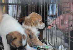 Trujillo: Rescatan a 139 animales que eran vendidos de forma ilegal