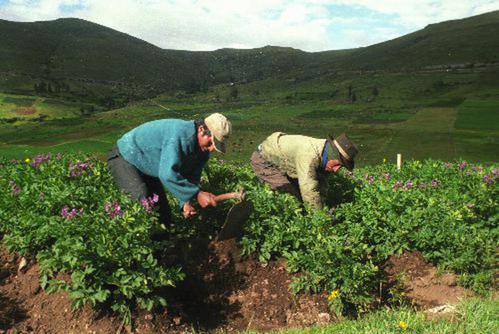 El agro crecería a 4% este año, proyecta el Minagri. (Foto: Difusión)