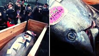 Japón: Subastan en 145.000 dólares un atún por Año Nuevo
