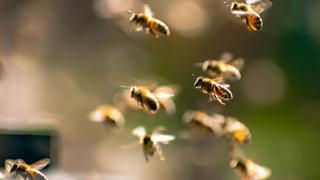Día Internacional de las Abejas: ONU anima a proteger a las abejas para garantizar la seguridad alimentaria