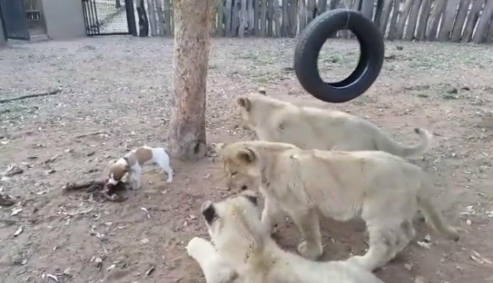 Se hizo viral en Facebook el impensado desenlace que tuvo el 'enfrentamiento' entre un perro y un grupo de cachorros de leones. (Foto: Captura)