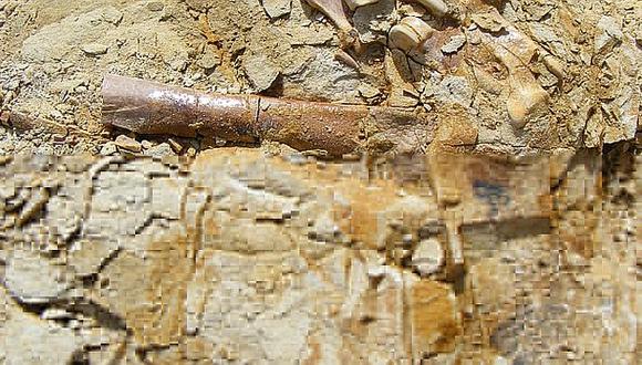 Todavía se puede apreciar restos de piel en los fósiles. (Difusión)