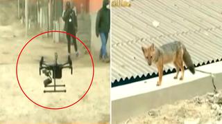 Comas: Usan drone para buscar a zorro ‘Run Run’