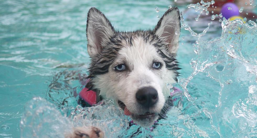 Un perro causó sensación en redes sociales como YouTube por su peculiar estilo de nado. (Foto: Pixabay/Referencial)