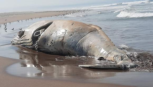 La ballena, que varó esta madrugada en una playa de Tacna, está en avanzado estado de descomposición. (Foto: Carlos Basadre)