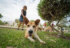La Molina: Lanzan campaña Paseo Entrepatas para impulsar adopción de mascotas