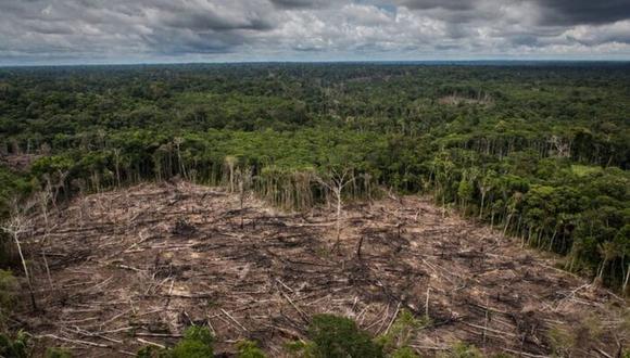 Amazonía: impactos  de los cambios a la Ley Forestal