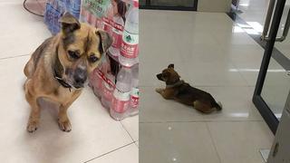Perro esperó más de tres meses a su dueño muerto por COVID-19 en un hospital de Wuhan