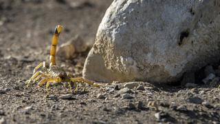 Plaga de escorpiones en Egipto deja tres muertos y 450 envenenados por picaduras