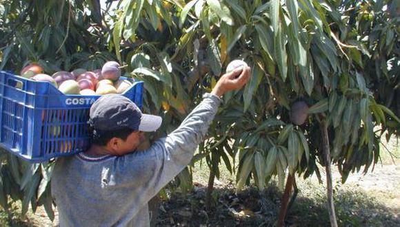 Del 100% de las exportaciones de mango que debieran rendir más de US$200 millones por temporada, 75% de la producción viene de Piura, señala el columnista. (Foto: GEC)