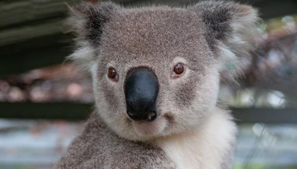 Un koala fue captado lamiendo el agua de lluvia de una carretera cerca de la ciudad de Moree (Nueva Gales del Sur, Australia). (Foto: Pixabay)