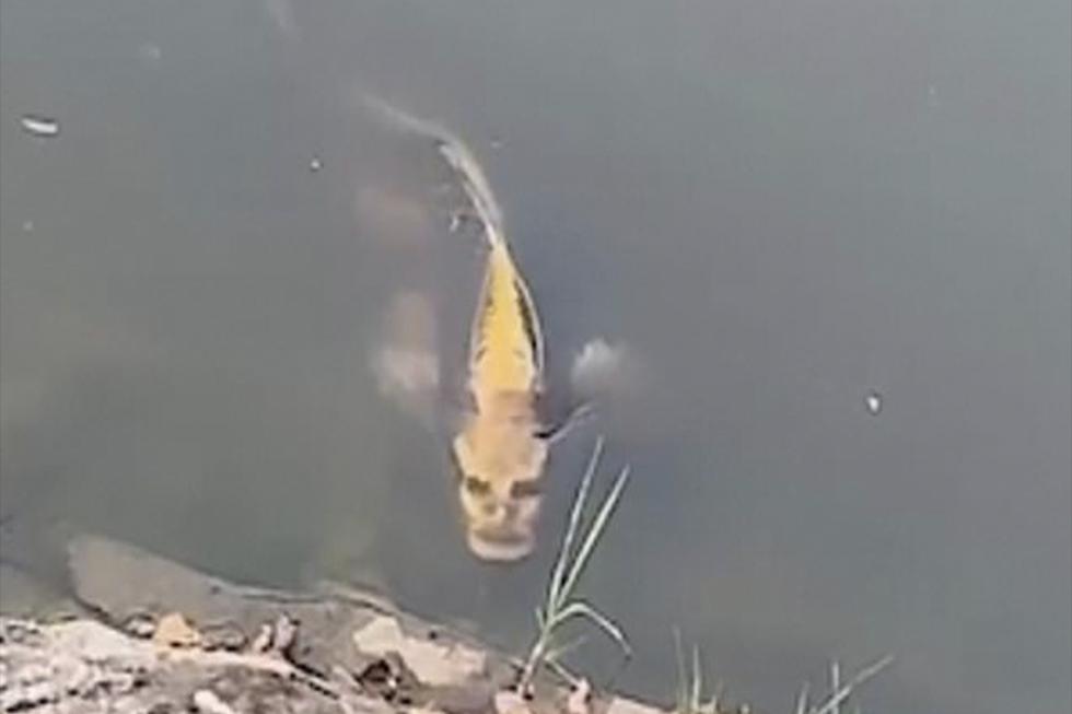 El video viral del pez con rostro humano. (YouTube)