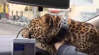 Hombre se sube a un taxi cargando un leopardo y se vuelve viral en YouTube