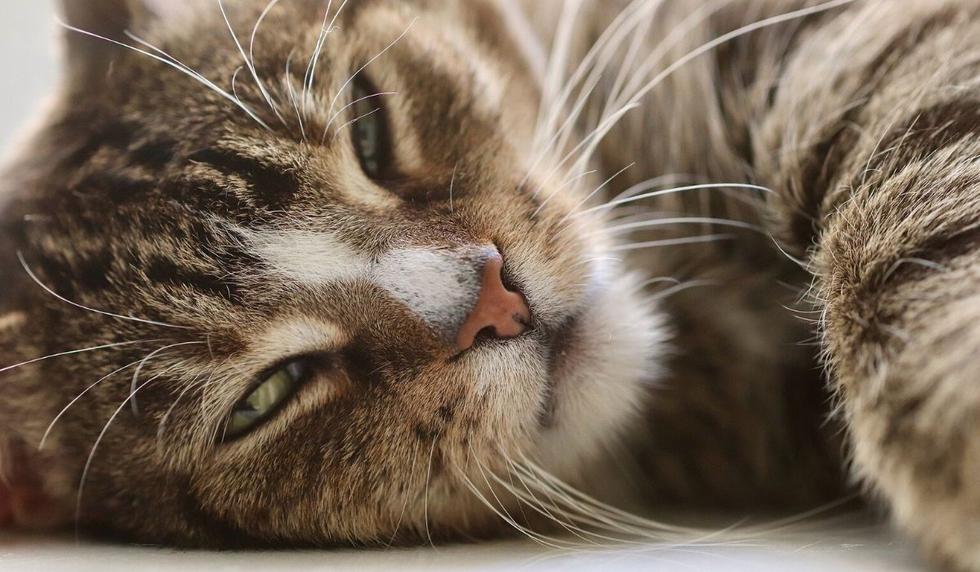 El video del gato fue visto como enternecedor por muchos usuarios. (Foto: Referencial - Pixabay)